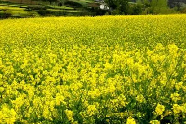 油菜花角期怎么施肥，分为花肥和粒肥