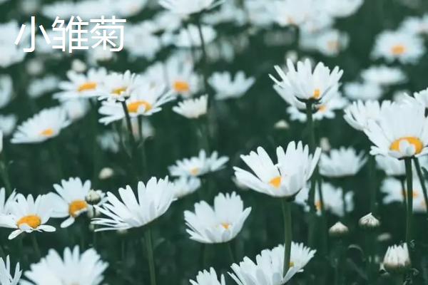 小雏菊和洋甘菊有什么区别，外观、花序、种子形态等方面均不同