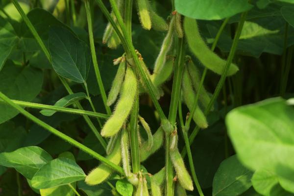 吉育204大豆种子特征特性，注意防治大豆蚜虫和食心虫