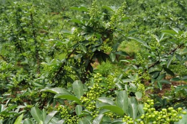 种植花椒的条件，平均气温要达到10-15℃