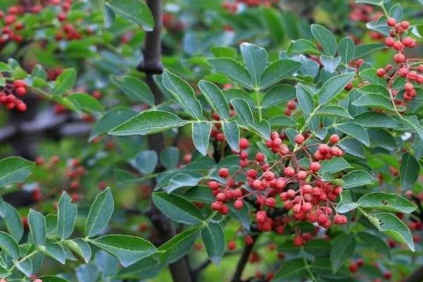 种植花椒的条件，平均气温要达到10-15℃