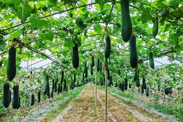 冬瓜的适宜生长环境，植株生长适温25-30℃