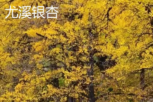 福建尤溪县的特产，有金柑、绿笋、绿茶等