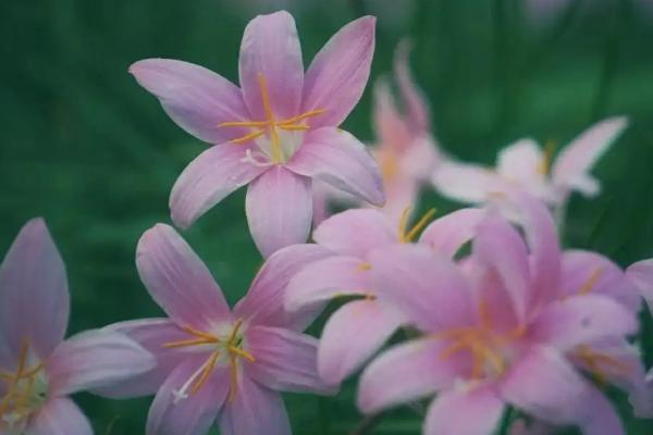 韭菜莲的开花时间，一般为6-9月份