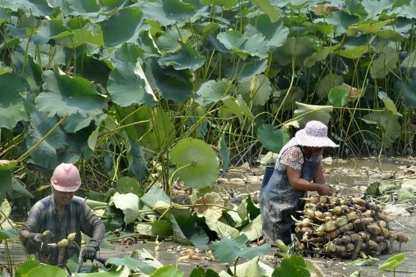 荷藕适宜生长在什么地方，适宜在微酸粘质土中生长