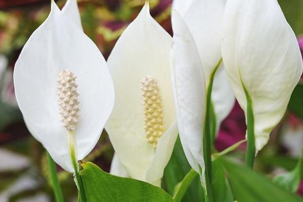 白掌花变绿了需要剪掉吗，可以将变绿的花朵从根部剪掉