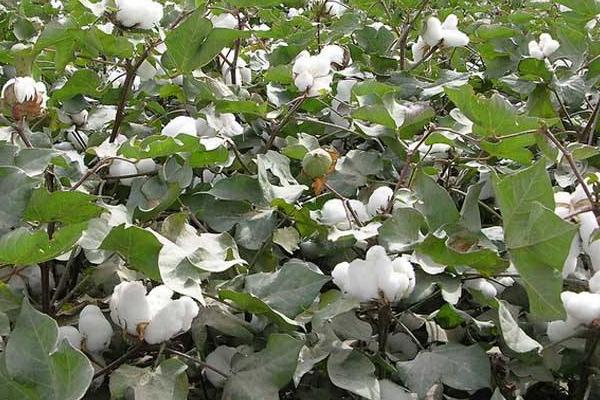 朝棉1号棉花种子介绍，及时防治蚜虫和红蜘蛛