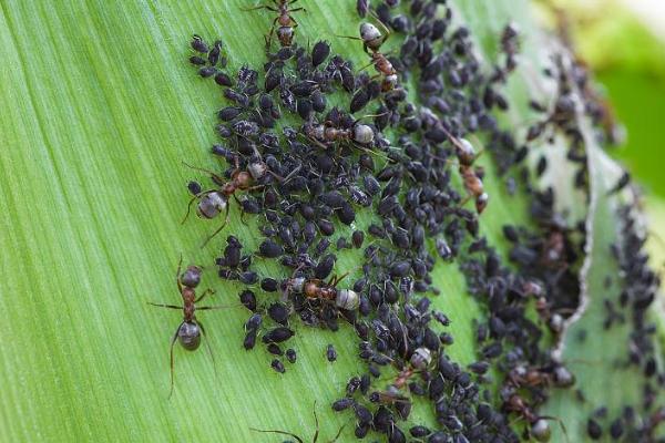 玉米蚜虫的危害，成、若蚜刺吸植物汁液