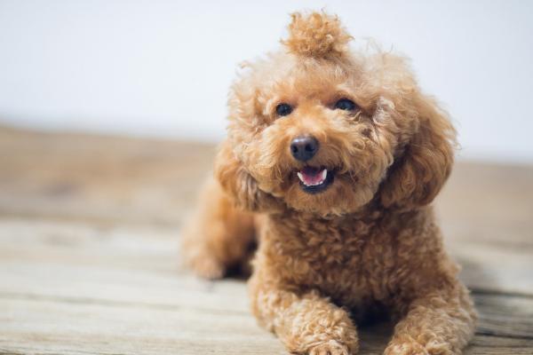 狗狗上吐下泻如何处理，患有肠胃炎等疾病可注射抗生素