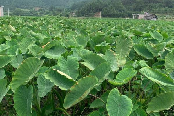 种植芋头的条件，球茎开始发育最适的温度在14℃左右