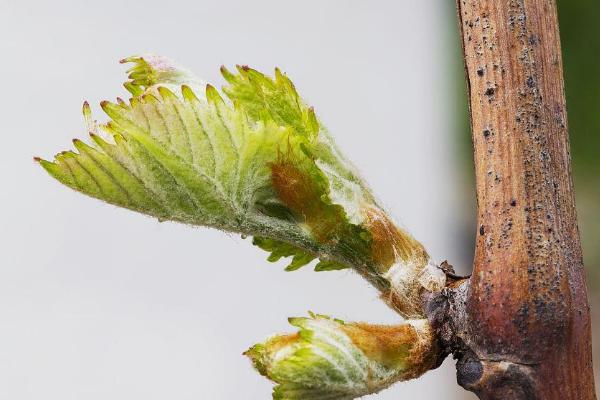 葡萄树几月发芽，通常在3-4月发芽