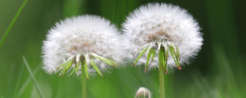 蒲公英是裸子还是被子植物，属于被子植物