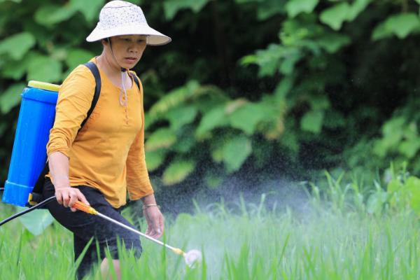 防治天牛适合用什么药，敌敌畏、甲胺磷等药物均可选择