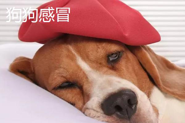 如何区分狗狗感冒和犬瘟热，可以从症状表现来分辨