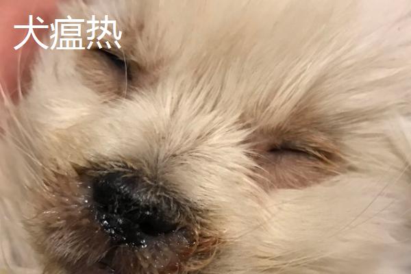 如何区分狗狗感冒和犬瘟热，可以从症状表现来分辨