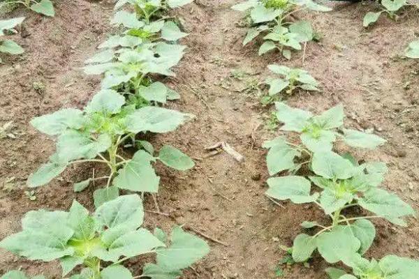 向日葵高产种植技术，通常可以在春秋两季播种