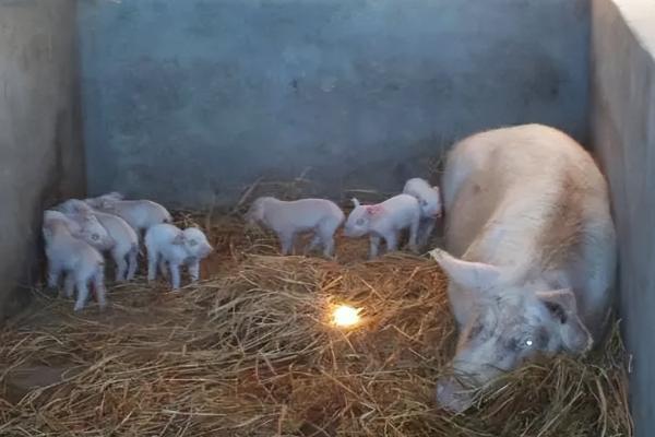 水泥猪圈冬季太冷怎么办，采取铺垫稻草等措施可以保温