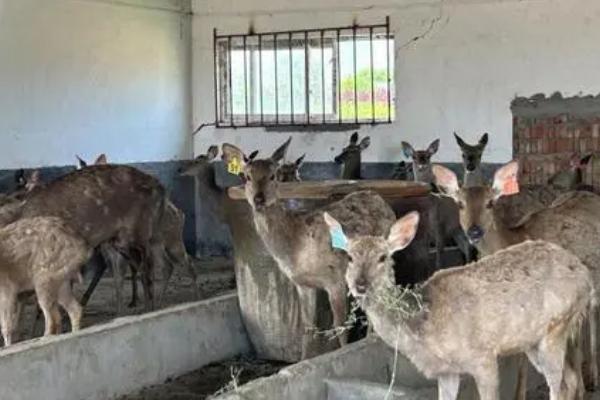 梅花鹿吃什么食物，春季主要采食栎、胡枝子、野山楂等