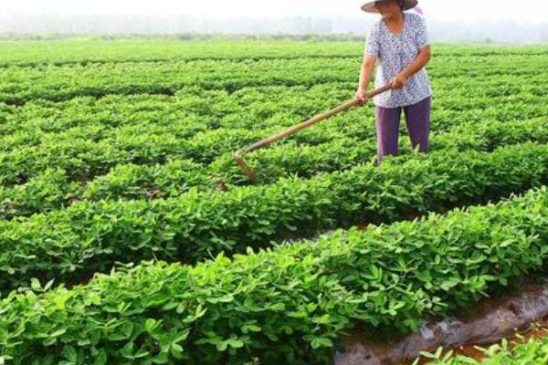 哪些因素会影响花生的种植密度，土壤肥力、品种、气候等条件均会影响