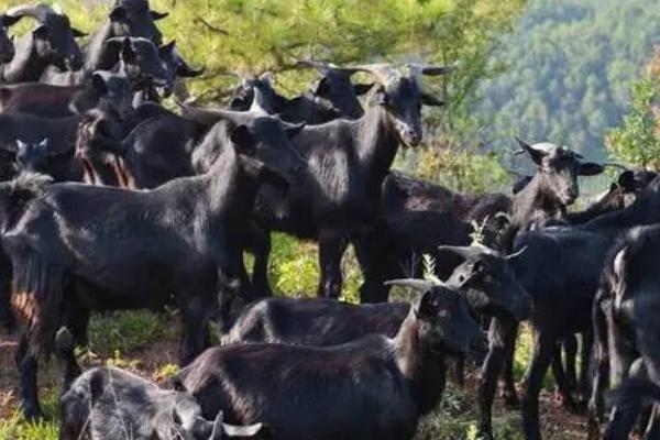 农业养殖哪些适合的项目，土鸡、肉牛、香猪等动物值得考虑