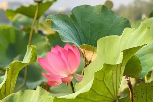 荷花能不能生长在海水中，在海水中会快速枯死