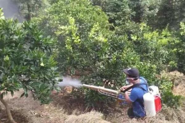 柑橘酸腐病有什么症状，病部软化呈水渍状、裂开后会流出酸臭的汁液