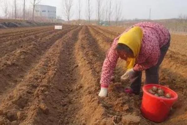 香芋怎么种，在播种之前需要进行催芽