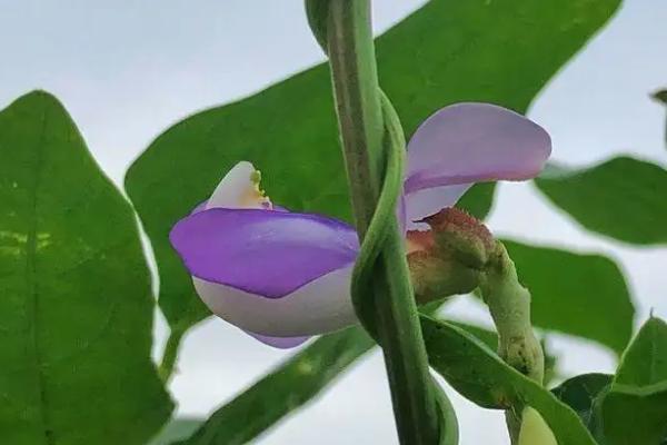 豆角花期是否要控水，开花前不控水可能会造成落花、产量下降