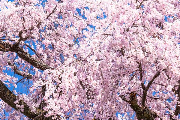 樱花的花语，具有纯洁无瑕、生命的高尚等寓意