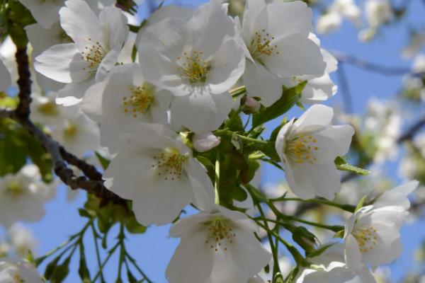 樱花的花语，具有纯洁无瑕、生命的高尚等寓意