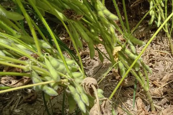 东生2号大豆种子简介，5月上中旬播种