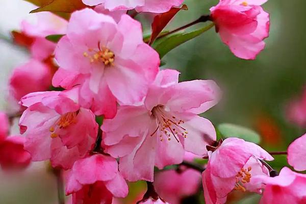 冬季室外不怕冷的花卉有哪些，常见的有海棠花、梅花等