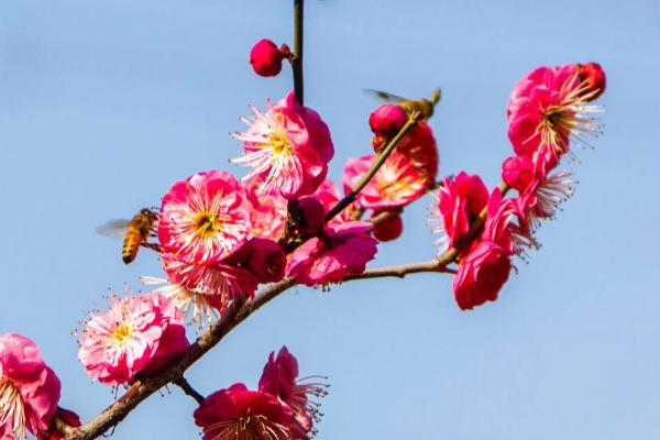 冬季室外不怕冷的花卉有哪些，常见的有海棠花、梅花等