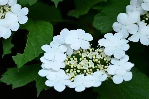 冬季室外不怕冷的花卉有哪些，常见的有海棠花、梅花等