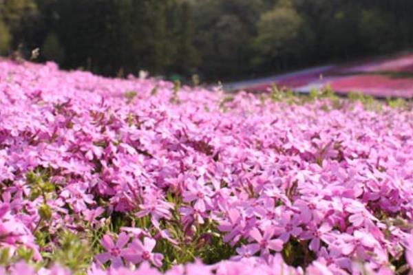 樱花草的花语，寓意唯一的爱、美好的回忆等