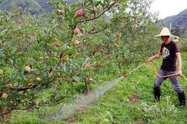 种植百香果的方法，撒播种子再覆土浇水