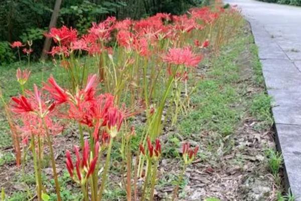 曼珠沙华的花语是什么，寓意永不相见、无望的爱等