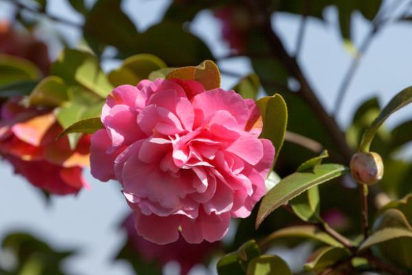 茶花是不是吉祥花，寓意吉祥如意、喜庆等美好等