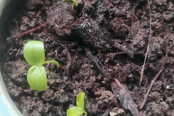 种植百香果的方法，撒播种子再覆土浇水