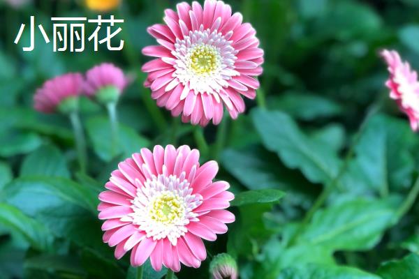 小丽花与大丽花有什么区别，株高、叶片和花朵均不同