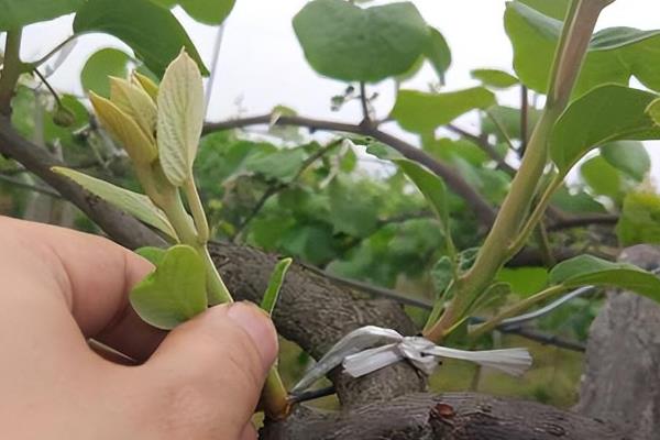 软枣猕猴桃的种植方法，适宜春栽