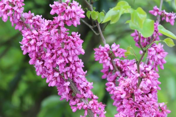 紫荆花冬季会不会开放，每年10月份至翌年5月份是它的花期