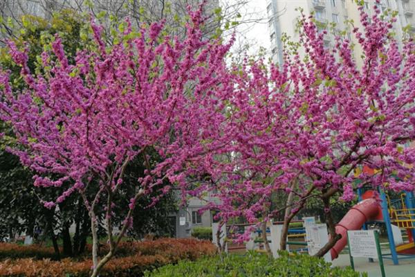 紫荆花冬季会不会开放，每年10月份至翌年5月份是它的花期