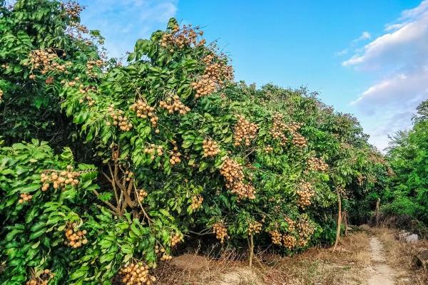 桂圆树适合哪些地方种，适宜栽种在亚热带或热带地区