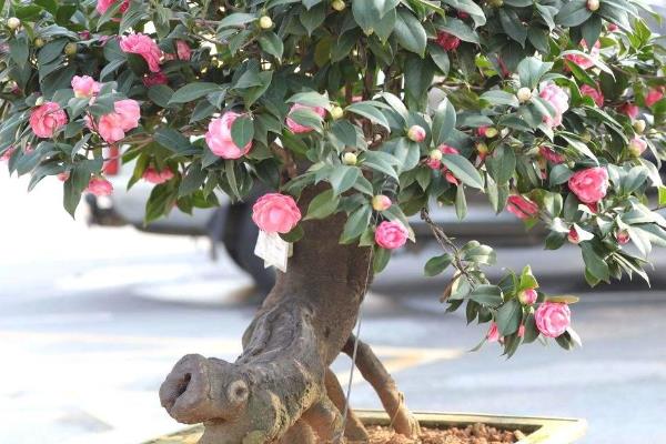 茶花是不是吉祥花，寓意吉祥如意、喜庆等美好等