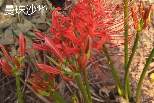 曼珠沙华的花语是什么，寓意永不相见、无望的爱等