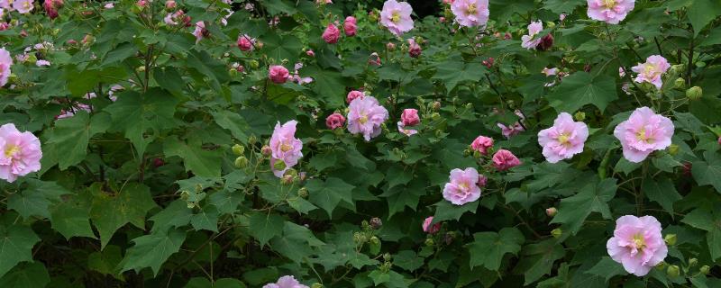 芙蓉花简介，一般是指木芙蓉