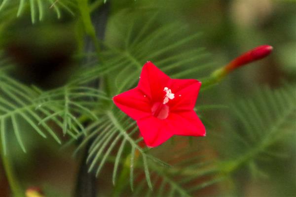 茑萝花的种子如何种植，均匀播种后再覆土浇水