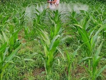 玉米苗出土后防治害虫打什么药，针对不同害虫使用不同的药物