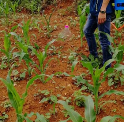 玉米苗出土后防治害虫打什么药，针对不同害虫使用不同的药物